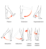 Active Hip Range of Motion
