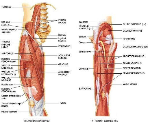 Figure 1. Anatomy of the hip https://spartascience.com/why-hip-flexors-are-tight-and-why-your-hips-pop/